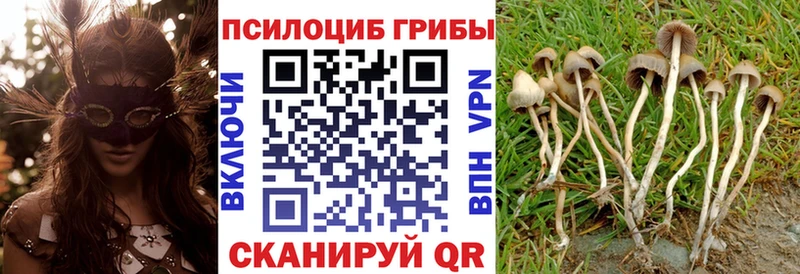 OMG ТОР Нурлат Псилоцибиновые грибы мицелий